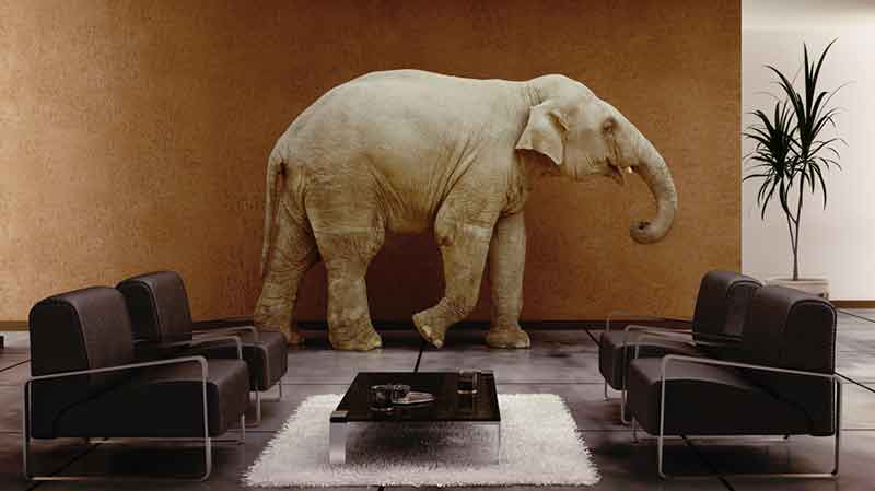 an elephant in a room